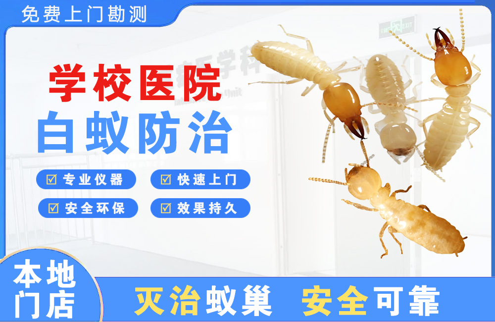 龙海学校医院白蚁防治