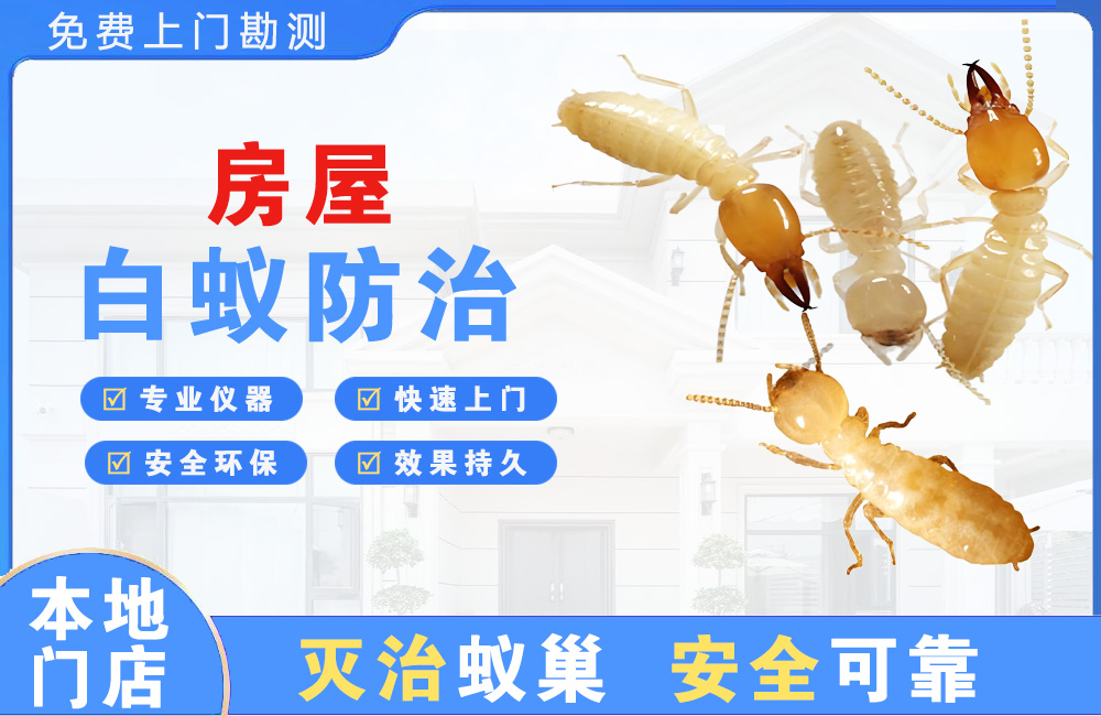 龙海房屋白蚁防治